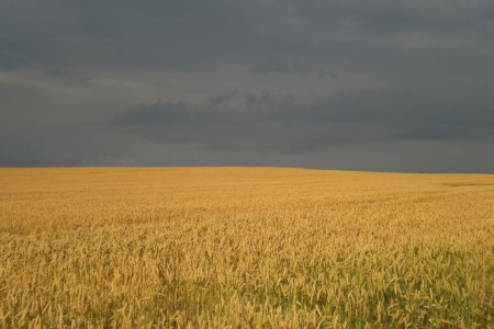 bourkove pole