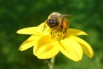 flotte biene